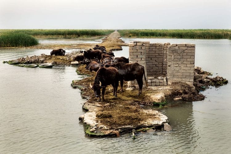 Buffalo have found a favourite spot on a derelict “military road”, built by Saddam Hussein to move armoured vehicles around the marshes