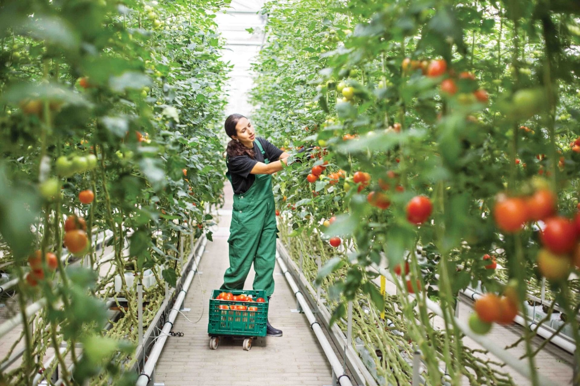 Greenhouse growers across the UK have suffered from huge increases in their energy costs